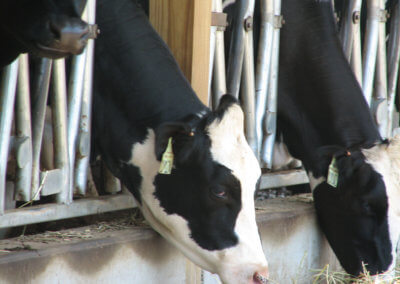 Cows