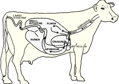The 4 Stomach digestive system of a cow.