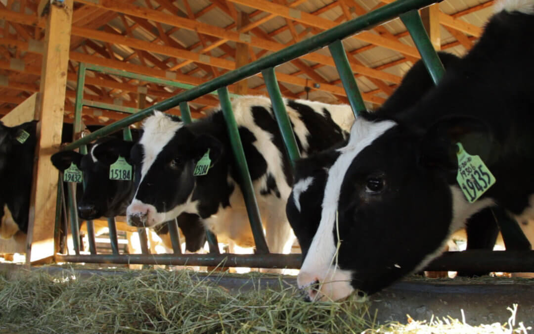 A Day in the Life of a Country Dairy Cow