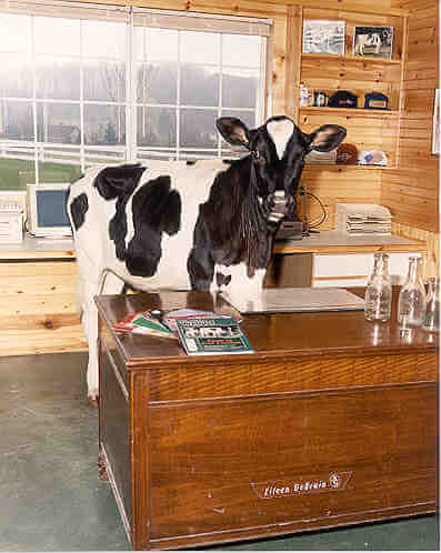Cow in an office