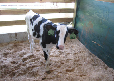Moogle in her new stall