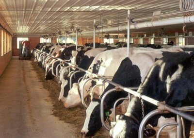 Cows in barn