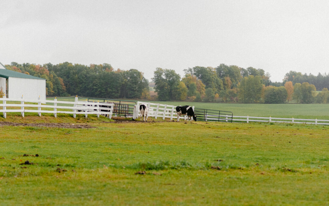 Let your kids experience springtime on a dairy farm