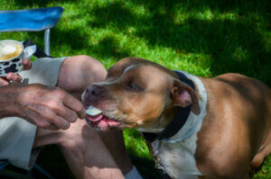 Dog eating country dairy ice cream